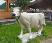 Kuh vor dem Riederbergstüberl
